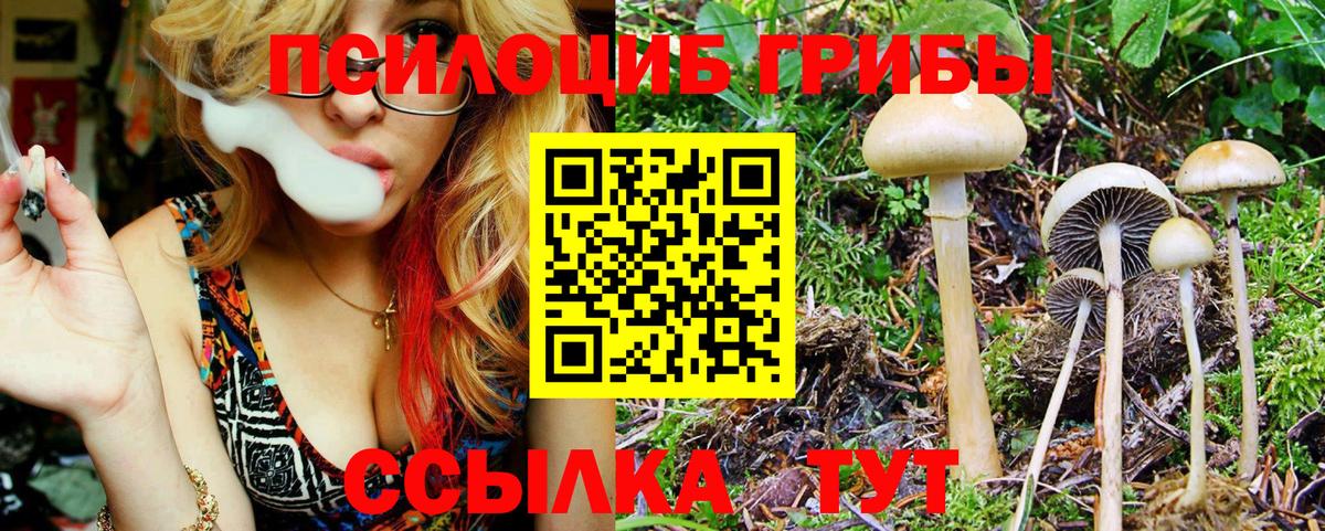 Псилоцибиновые грибы мицелий Нижний Новгород